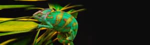chameleon