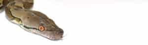 Reticulated-Python