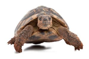 Tortoise