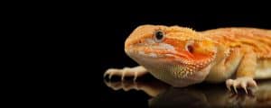 reptilesupershow.com