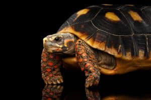 Red Footed Tortoise