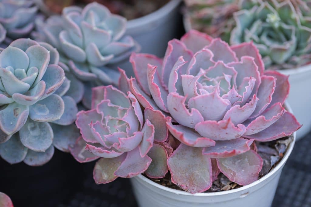Cactus expo