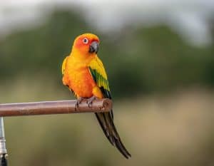 Parakeet
