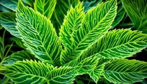 rare plant species