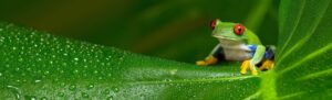 red eye frog