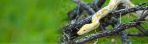 Reticulated-Pythons