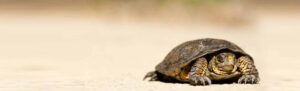 Tortoise-fact