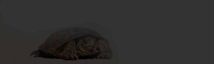 Tortoise-for-sale