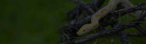 pythons