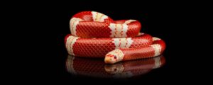 Find yourself an exotic pet at an Anaheim reptile show.