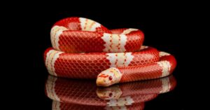 Find yourself an exotic pet at an Anaheim reptile show.