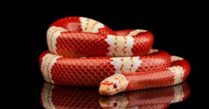Find yourself an exotic pet at an Anaheim reptile show.