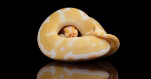 Don’t miss the best Anaheim reptile expo.
