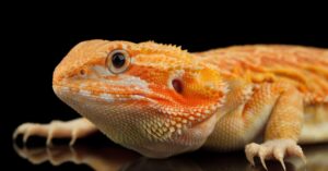 reptilesupershow