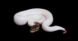 reptilesupershow