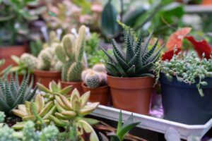 Succulent event