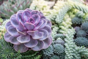 Cactus and succulents fair