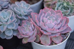 Cactus expo