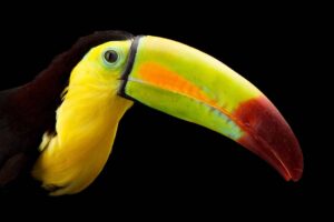 Bird expo