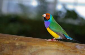 Exotic bird and animal expo