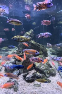 Aquarium super show