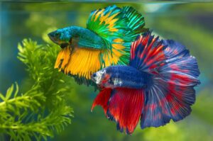 Betta fish