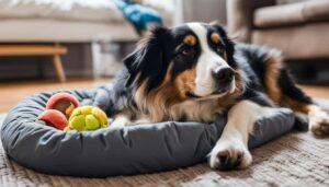 dog with toy