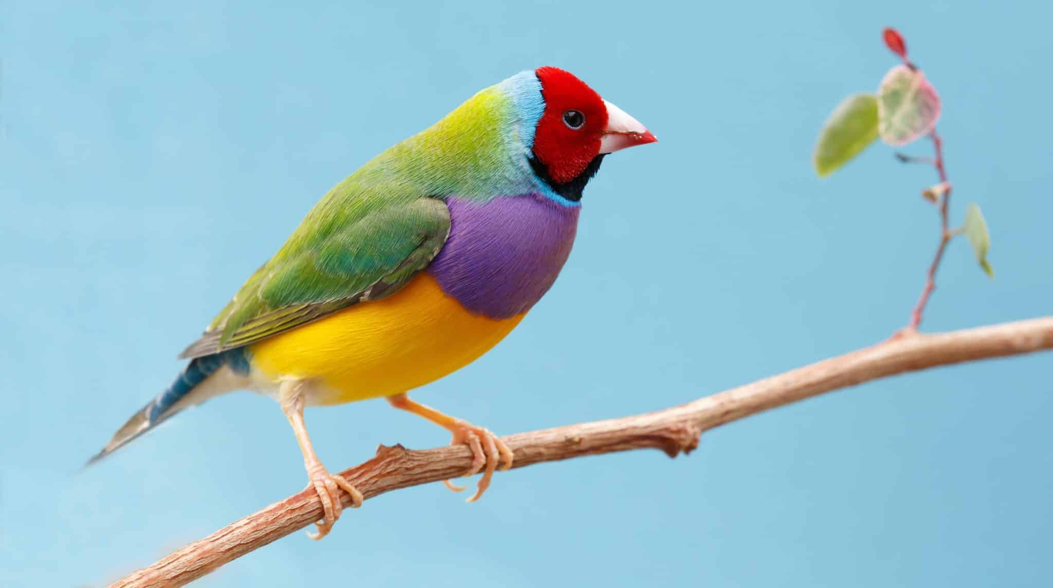 Finch Bird