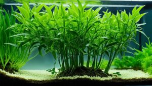 Anubius plant propagation