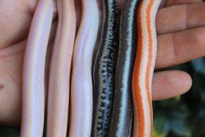 Rosy Boa